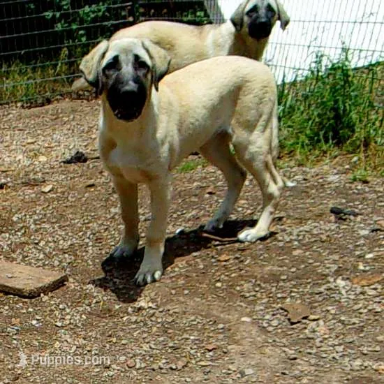AKC - FERN – Anatolian Shepherd Dog puppy for sale in Yellville, AR