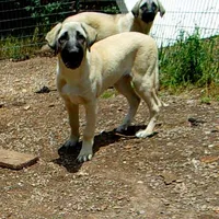 AKC - FERN, a female Anatolian Shepherd Dog for sale in Yellville, AR – 1 of 9