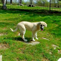 AKC- CHLOE, a female Anatolian Shepherd Dog for sale in Yellville, AR – 5 of 10