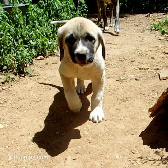 AKC- ZAYU – Anatolian Shepherd Dog puppy for sale in Yellville, AR
