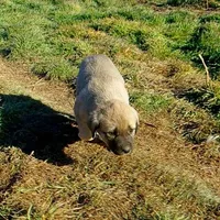 AKC- PEGGY, a female Anatolian Shepherd Dog for sale in Yellville, AR – Photo 8 of 10