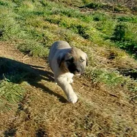AKC- PEGGY, a female Anatolian Shepherd Dog for sale in Yellville, AR – Photo 7 of 10
