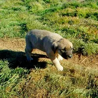AKC- PEGGY, a female Anatolian Shepherd Dog for sale in Yellville, AR – Photo 4 of 10