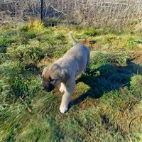 AKC- PEGGY, a female Anatolian Shepherd Dog for sale in Yellville, AR – Photo 9 of 10