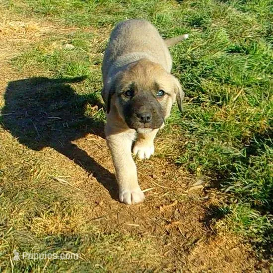 AKC- PEGGY – Anatolian Shepherd Dog puppy for sale in Yellville, AR