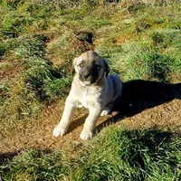 AKC- PEGGY, a female Anatolian Shepherd Dog for sale in Yellville, AR – Photo 3 of 10