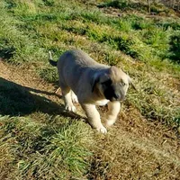 AKC- PEGGY, a female Anatolian Shepherd Dog for sale in Yellville, AR – Photo 6 of 10