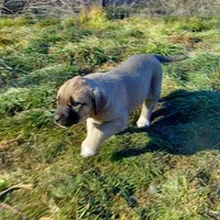 AKC- PEGGY, a female Anatolian Shepherd Dog for sale in Yellville, AR – Photo 10 of 10