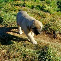 AKC- PEGGY, a female Anatolian Shepherd Dog for sale in Yellville, AR – Photo 5 of 10