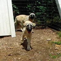 AKC - FERN, a female Anatolian Shepherd Dog for sale in Yellville, AR – 7 of 9