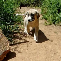 AKC- CLUTCH, a male Anatolian Shepherd Dog for sale in Yellville, AR – 10 of 10