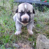AKC- LOUISA, a female Anatolian Shepherd Dog for sale in Yellville, AR – 6 of 6