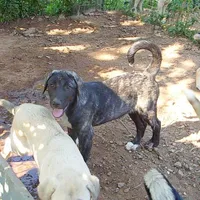 AKC- ZACKUM, a male Anatolian Shepherd Dog for sale in Yellville, AR – 8 of 8
