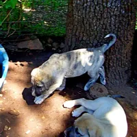 AKC- CIAO, a male Anatolian Shepherd Dog for sale in Yellville, AR – 8 of 9