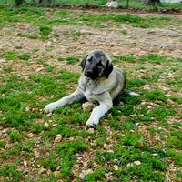 AKC- ANGEL, a female Anatolian Shepherd Dog for sale in Yellville, AR – 7 of 10