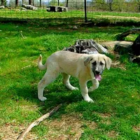 AKC- CHLOE, a female Anatolian Shepherd Dog for sale in Yellville, AR – 6 of 10
