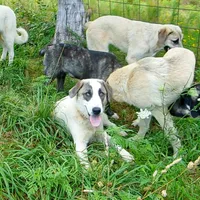 AKC- MIKAELA, a female Anatolian Shepherd Dog for sale in Yellville, AR – 4 of 10