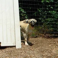 AKC - FERN, a female Anatolian Shepherd Dog for sale in Yellville, AR – 4 of 9