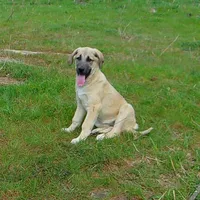 AKC- PICABOO, a female Anatolian Shepherd Dog for sale in Yellville, AR – 3 of 7