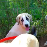AKC- BUDDY, a male Anatolian Shepherd Dog for sale in Yellville, AR – Photo 6 of 10