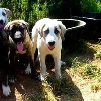 AKC- BUDDY, a male Anatolian Shepherd Dog for sale in Yellville, AR – Photo 1 of 10