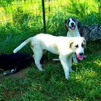 AKC- BUDDY, a male Anatolian Shepherd Dog for sale in Yellville, AR – Photo 3 of 10