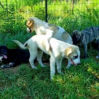 AKC- BUDDY, a male Anatolian Shepherd Dog for sale in Yellville, AR – Photo 4 of 10