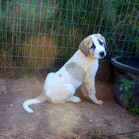 AKC- BUDDY, a male Anatolian Shepherd Dog for sale in Yellville, AR – Photo 7 of 10