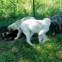 AKC- BUDDY, a male Anatolian Shepherd Dog for sale in Yellville, AR – Photo 5 of 10