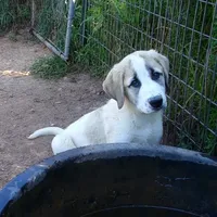 AKC- BUDDY, a male Anatolian Shepherd Dog for sale in Yellville, AR – Photo 8 of 10