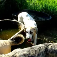 AKC- BUDDY, a male Anatolian Shepherd Dog for sale in Yellville, AR – Photo 2 of 10