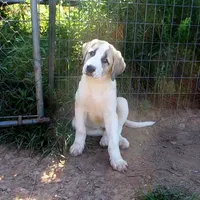AKC- BUDDY, a male Anatolian Shepherd Dog for sale in Yellville, AR – Photo 10 of 10