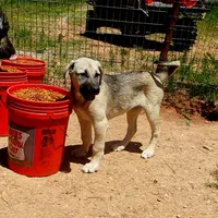 AKC- DENALI, a female Anatolian Shepherd Dog for sale in Yellville, AR – 2 of 9