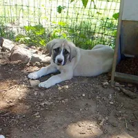 AKC- CLUTCH, a male Anatolian Shepherd Dog for sale in Yellville, AR – 8 of 10