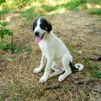 AKC- HONOR, a male Anatolian Shepherd Dog for sale in Yellville, AR – Photo 10 of 10