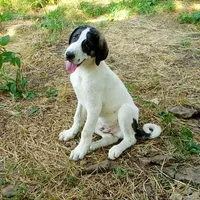 AKC- HONOR, a male Anatolian Shepherd Dog for sale in Yellville, AR – Photo 1 of 10