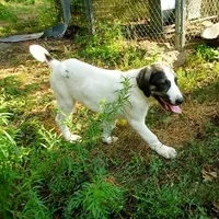 AKC- HONOR, a male Anatolian Shepherd Dog for sale in Yellville, AR – Photo 3 of 10