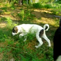 AKC- HONOR, a male Anatolian Shepherd Dog for sale in Yellville, AR – Photo 7 of 10