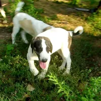AKC- HONOR, a male Anatolian Shepherd Dog for sale in Yellville, AR – Photo 6 of 10