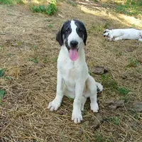 AKC- HONOR, a male Anatolian Shepherd Dog for sale in Yellville, AR – Photo 8 of 10