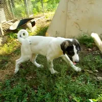 AKC- HONOR, a male Anatolian Shepherd Dog for sale in Yellville, AR – Photo 4 of 10