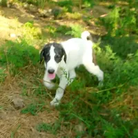 AKC- HONOR, a male Anatolian Shepherd Dog for sale in Yellville, AR – Photo 2 of 10