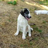 AKC- HONOR, a male Anatolian Shepherd Dog for sale in Yellville, AR – Photo 5 of 10