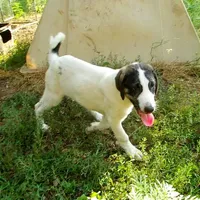 AKC- HONOR, a male Anatolian Shepherd Dog for sale in Yellville, AR – Photo 9 of 10