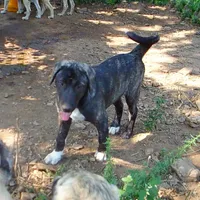 AKC- ZACKUM, a male Anatolian Shepherd Dog for sale in Yellville, AR – 5 of 8