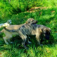AKC- HAVA, a female Anatolian Shepherd Dog for sale in Yellville, AR – Photo 9 of 10