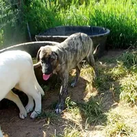 AKC- HAVA, a female Anatolian Shepherd Dog for sale in Yellville, AR – Photo 7 of 10