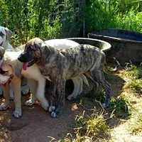 AKC- HAVA, a female Anatolian Shepherd Dog for sale in Yellville, AR – Photo 5 of 10