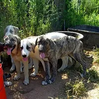 AKC- HAVA, a female Anatolian Shepherd Dog for sale in Yellville, AR – Photo 4 of 10