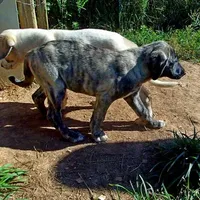 AKC- HAVA, a female Anatolian Shepherd Dog for sale in Yellville, AR – Photo 1 of 10
